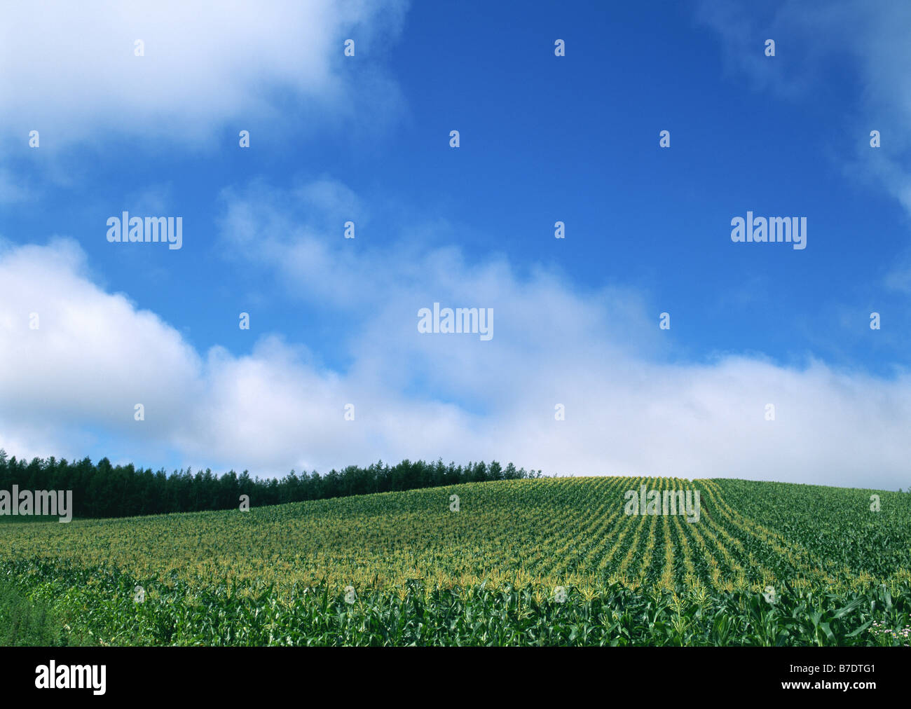 Campo di cereale Foto Stock