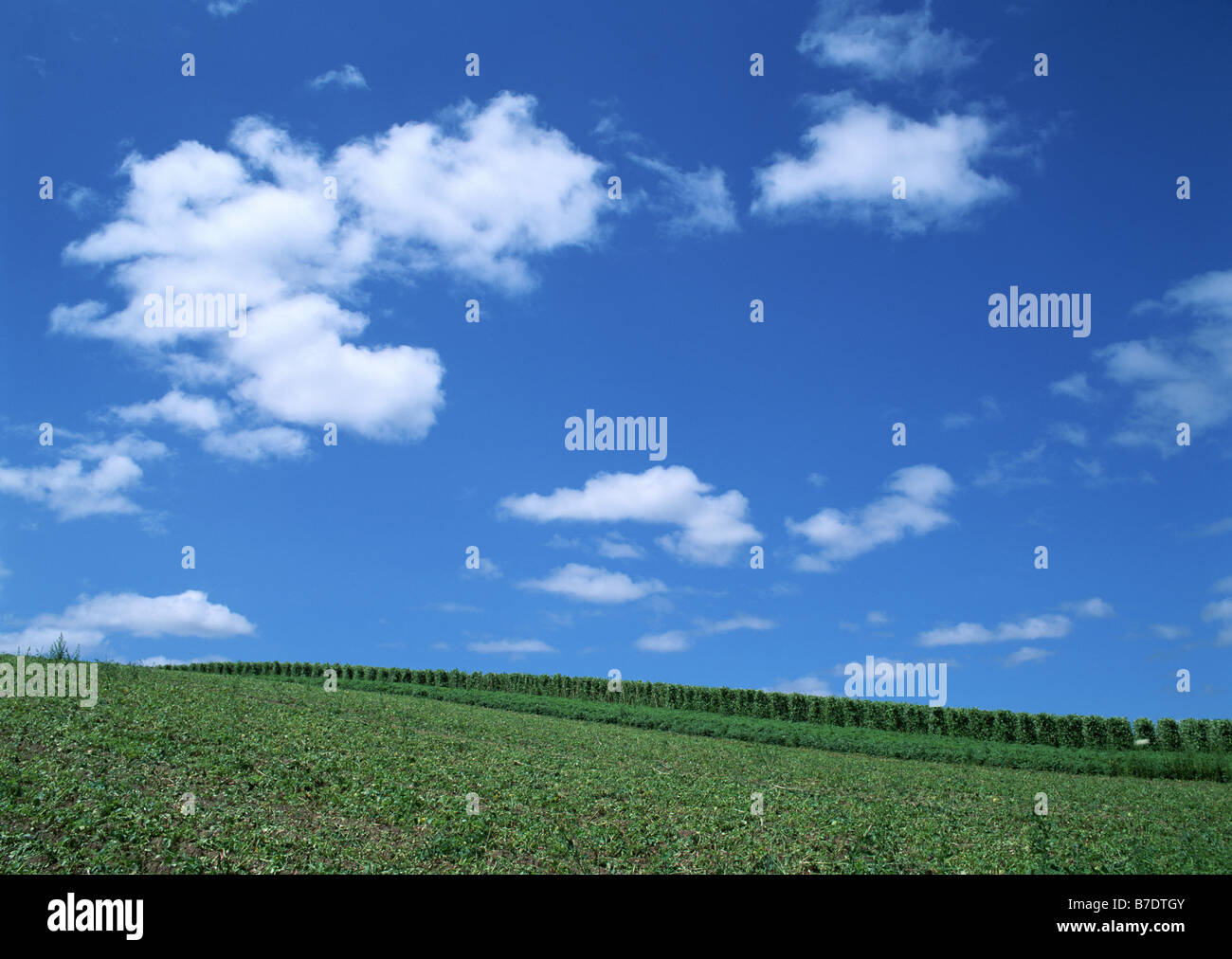 Campo Foto Stock