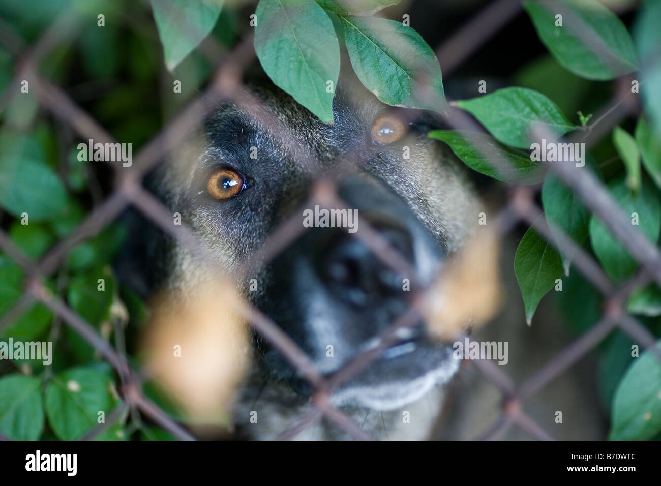Un vizioso cane guarda attraverso una recinzione Foto Stock