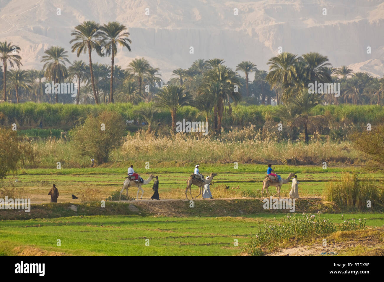 Tre i turisti a cavallo di tre cammelli in escursione da Luxor Egitto Medio Oriente Foto Stock