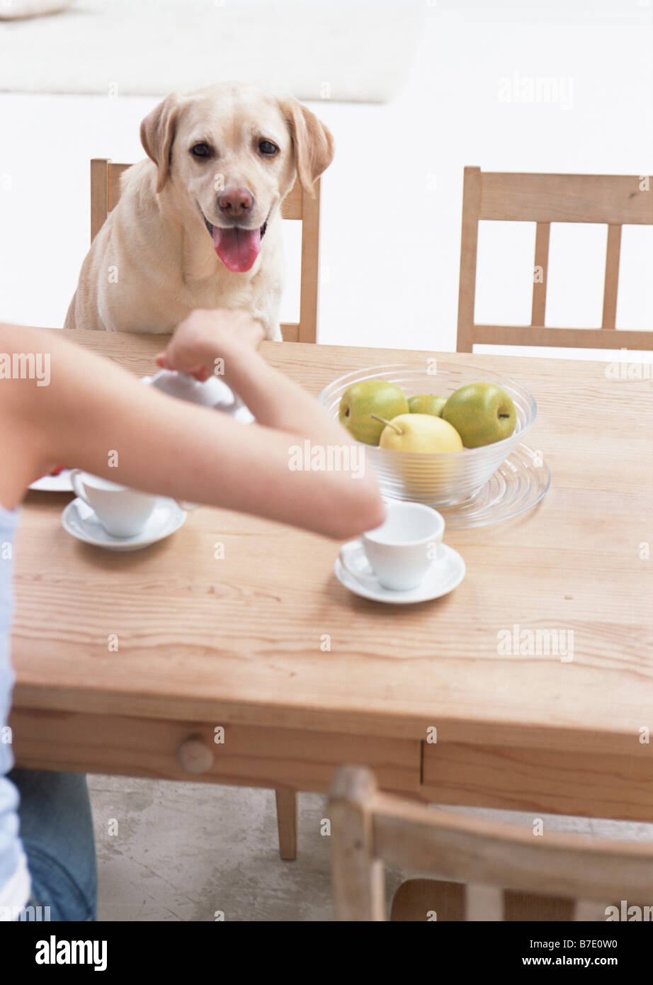 Foto Stock Cane seduto in poltrona