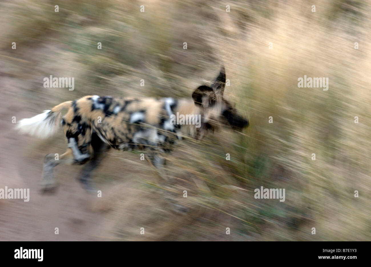 Cane selvatico in esecuzione Foto Stock