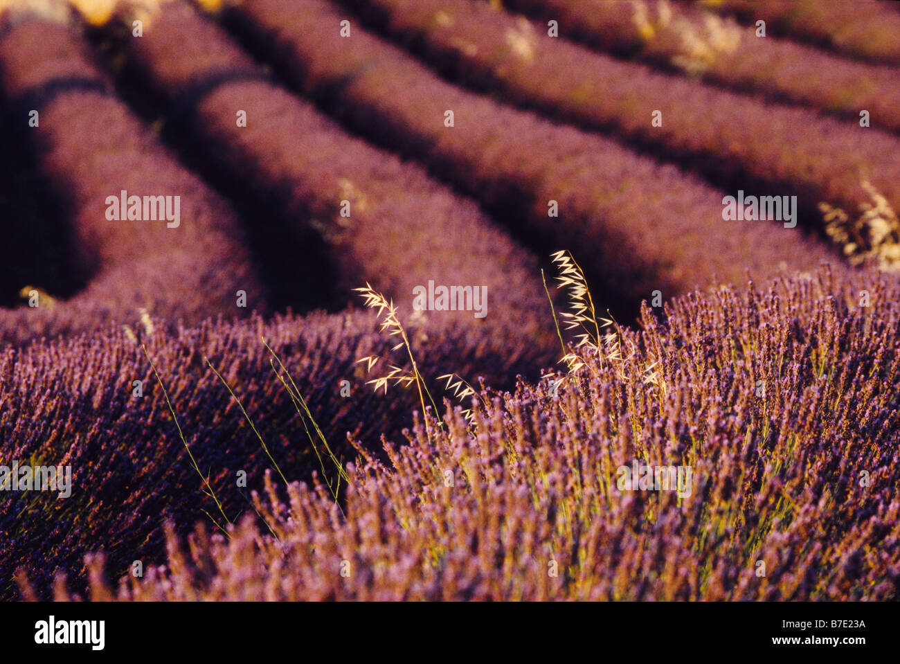 Campo di lavanda in Provenza Foto Stock