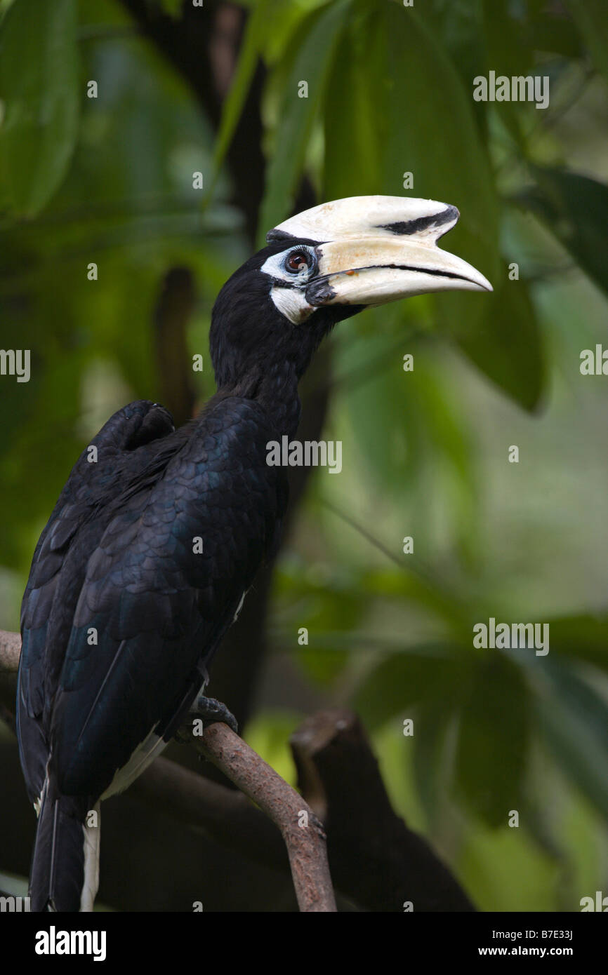 Oriental Pied-hornbill Anthracoceros albirostris Foto Stock