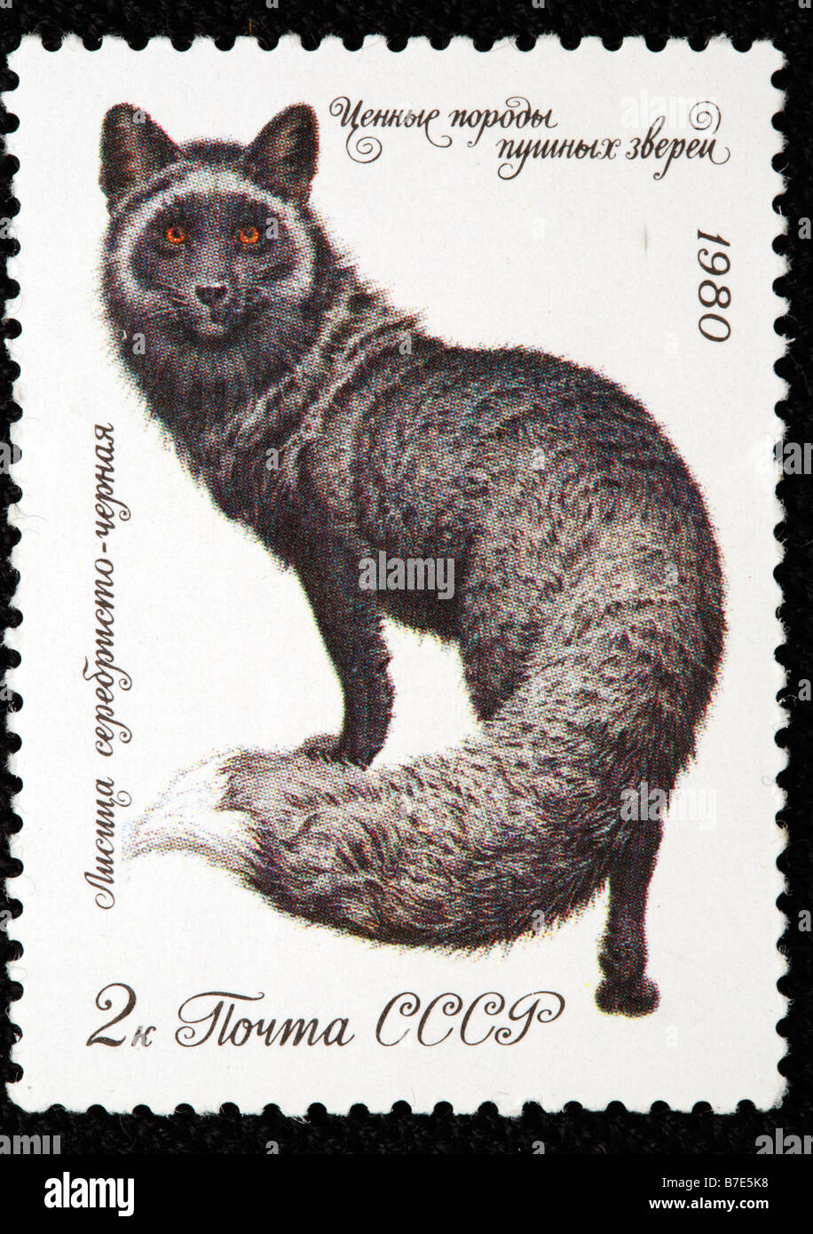 Argento volpe (Vulpes vulpes vulpes domestica), francobollo, URSS, 1980 Foto Stock