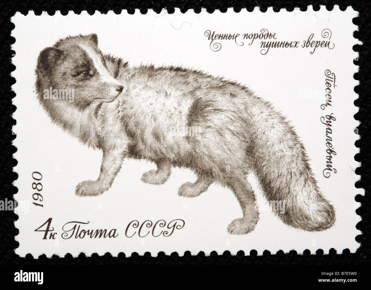 Arctic Fox, Bianco Fox, neve volpe (Vulpes vulpes lagopus), francobollo, URSS, 1980 Foto Stock