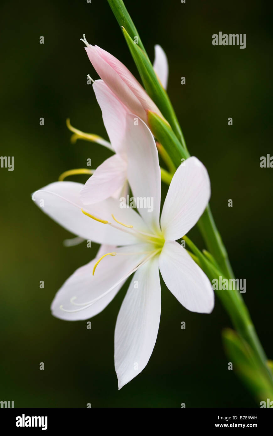 CLOSE UP SCHIZOSTYLIS COCCINEA PRINCIPESSA ROSA FIORE Foto Stock