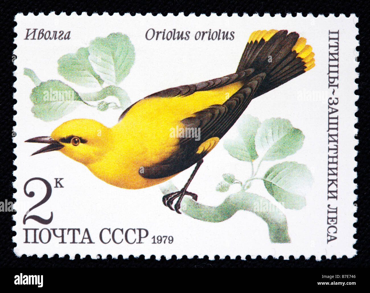 Rigogolo (Oriolus oriolus), francobollo, URSS, 1979 Foto Stock