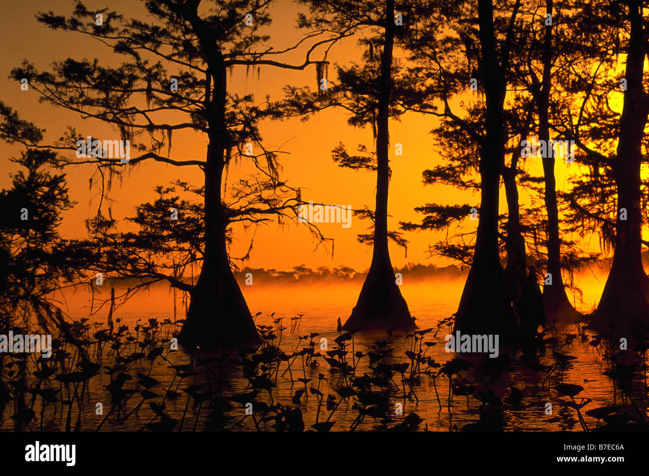 Cipresso calvo alberi Lake Istokpoga Florida Foto Stock