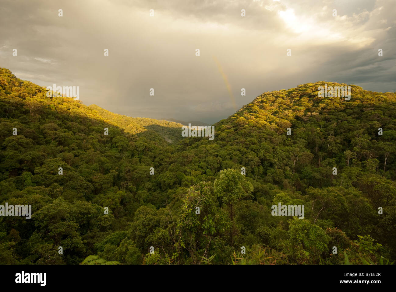 Foresta pluviale atlantica scenario Foto Stock