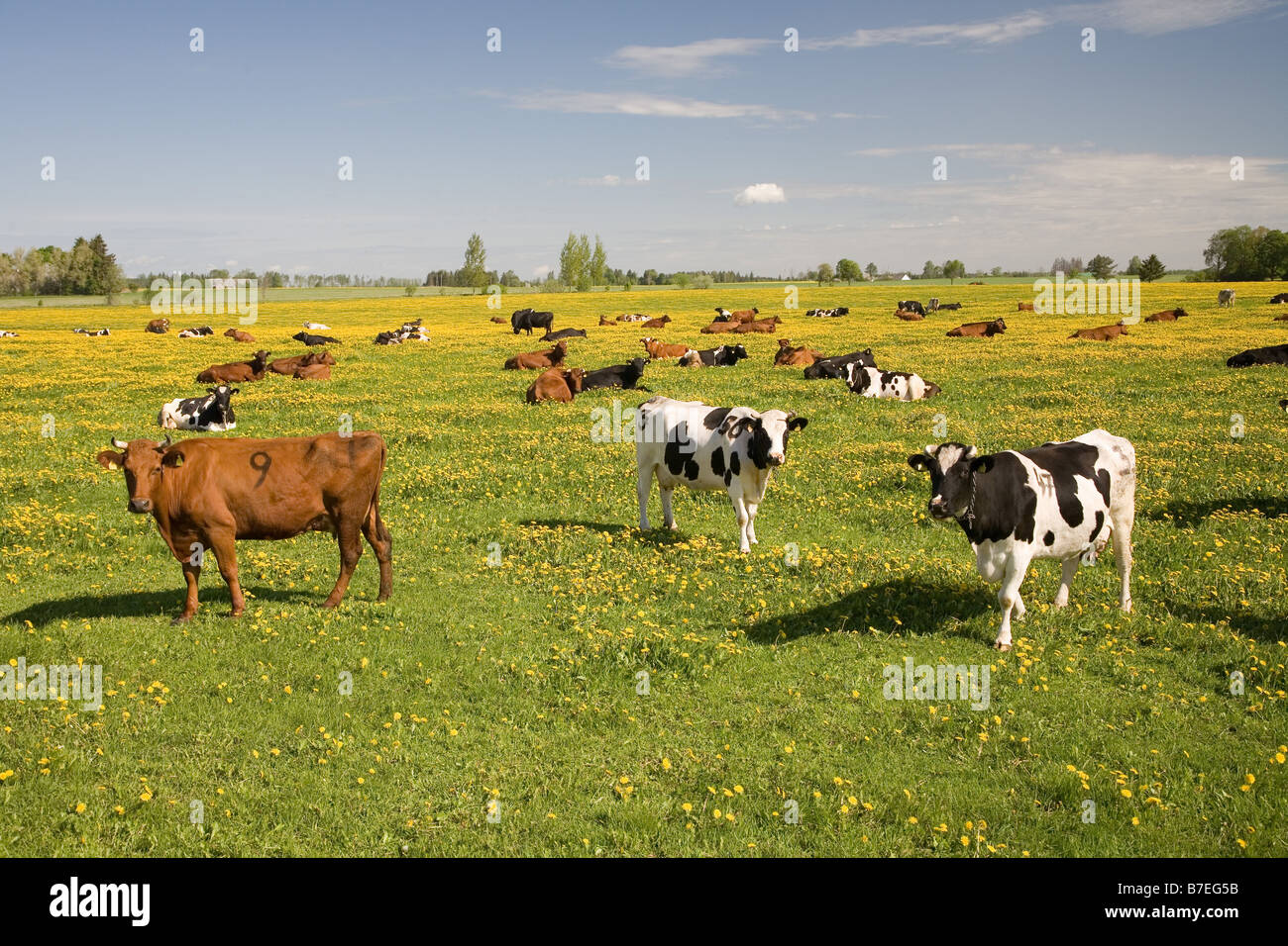 Bestiame bovino Foto Stock