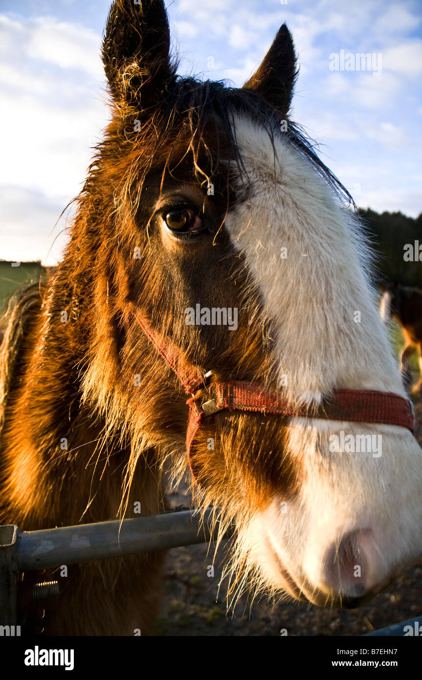 dh Clydesdale cavallo CAVALLO UK Clydesdale cavallo faccia da vicino pedigree cavalli animale Foto Stock