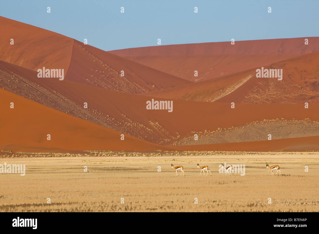 Sprinbok camminando nel Golden erba da una Duna Rossa al Sossusvlei, Namibia Foto Stock