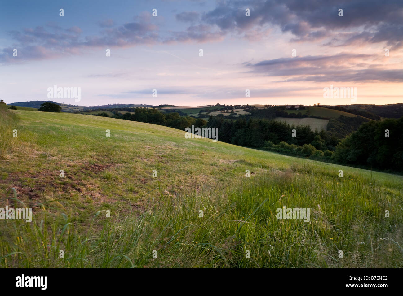 Dolci colline in una serata estiva Bickleigh vicino a Tiverton Mid Devon England Regno Unito Foto Stock