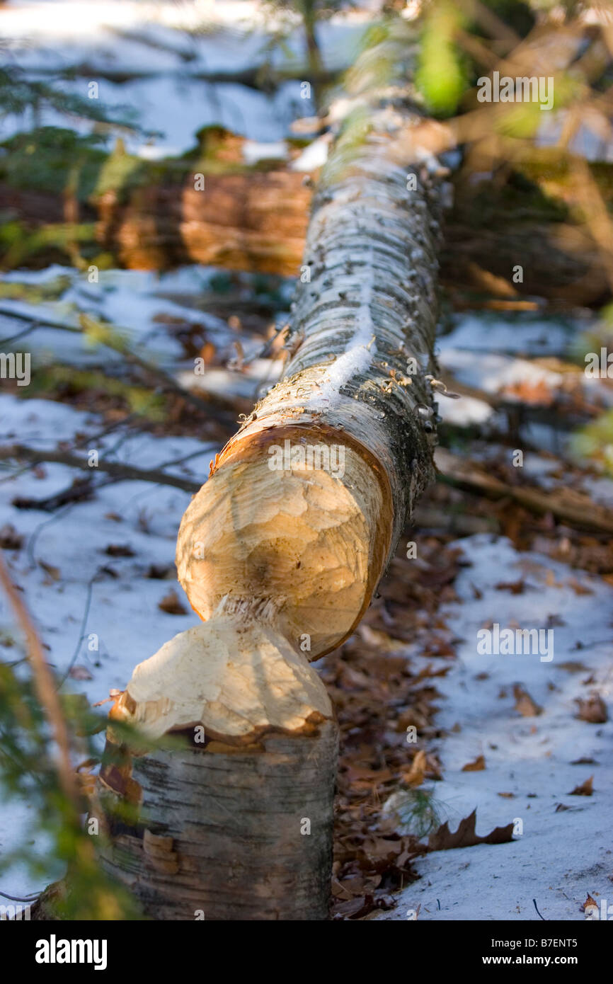 Beaver masticato di betulla la posa a terra in inverno Foto Stock