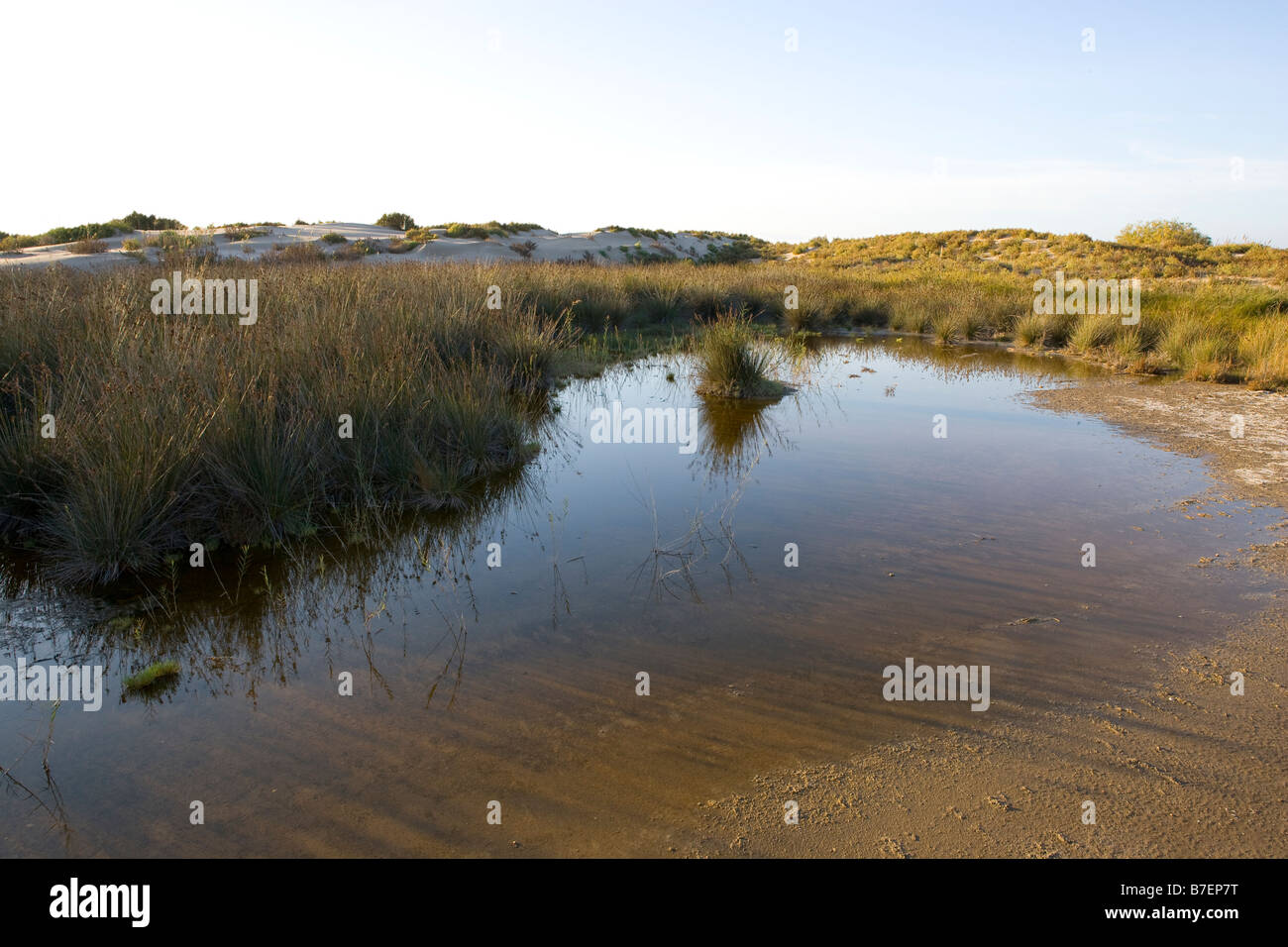 Pozza d'acqua nel delta, estuario del fiume Ebro mediterraneo, Spagna, costa Mediterranea Foto Stock
