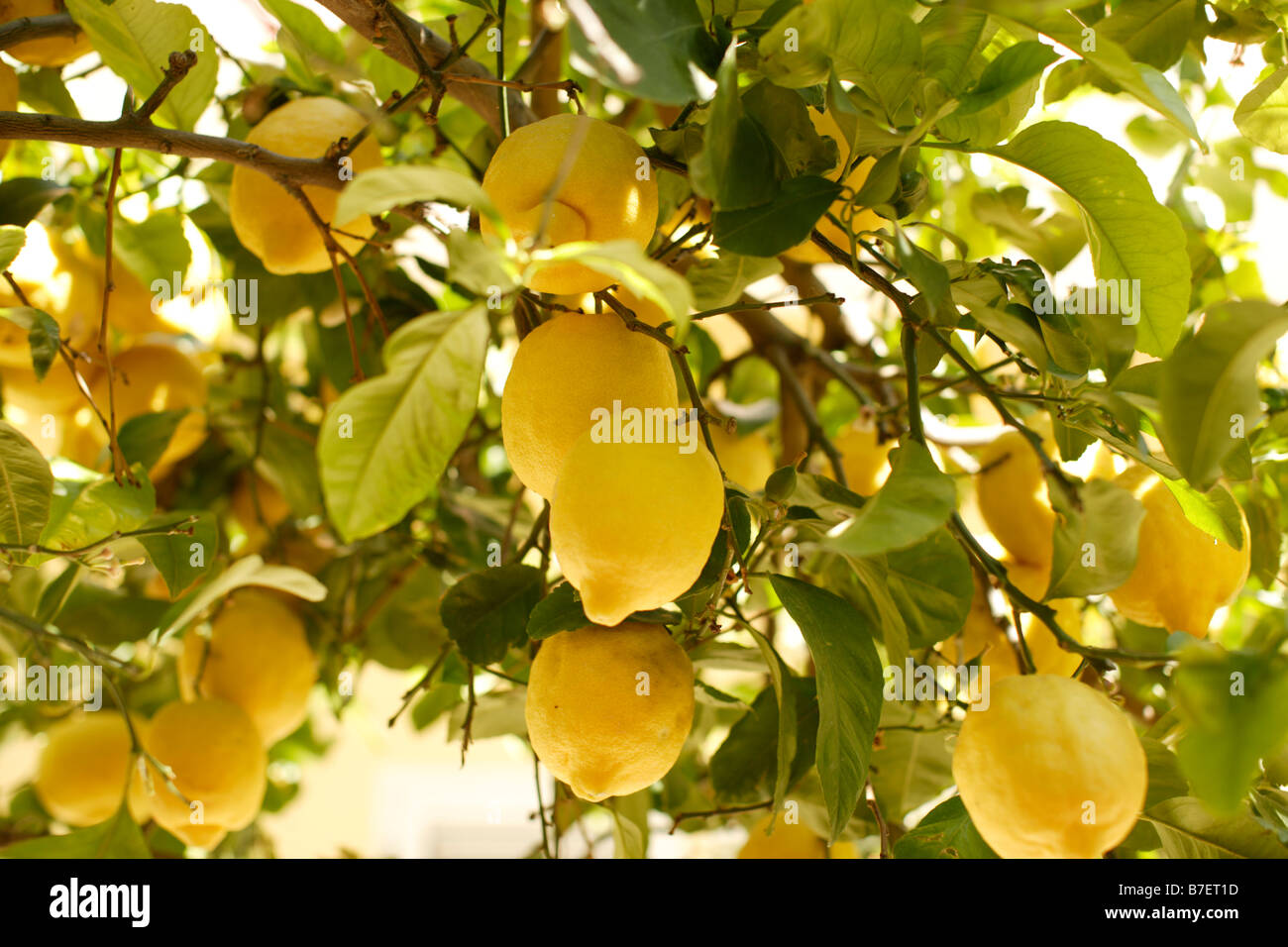 Limone Limoni freschi Limoni sulla struttura ad albero Foto Stock