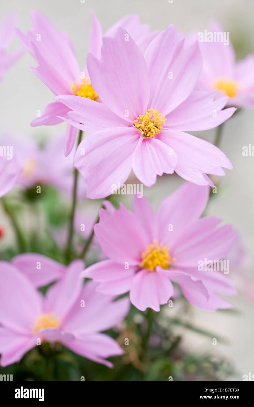 Dentellare dell'universo Foto Stock