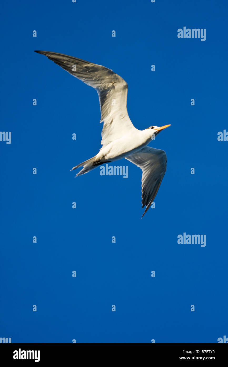 Royal Tern (sterna maxima) in volo Foto Stock