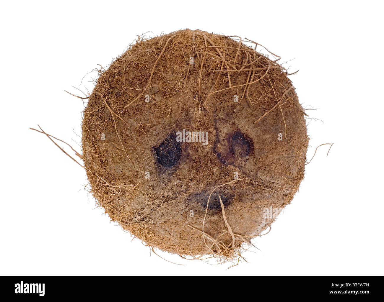 Il cocco isolati su sfondo bianco senza ombra in modo che la sua facile da selezionare e modificare Foto Stock