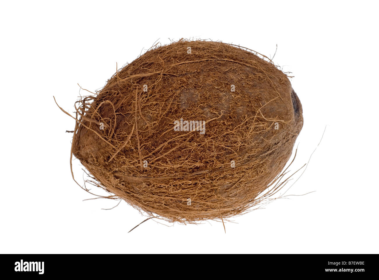 Il cocco isolati su sfondo bianco senza ombra in modo che la sua facile da selezionare e modificare Foto Stock