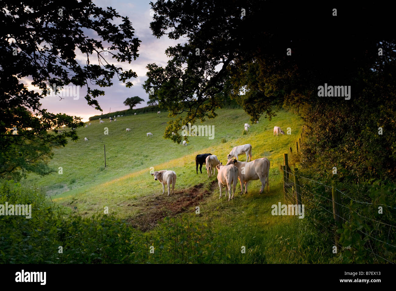 Parchi bianco razza rara di vacche in un campo Bickleigh vicino a Tiverton Mid Devon England Regno Unito Foto Stock