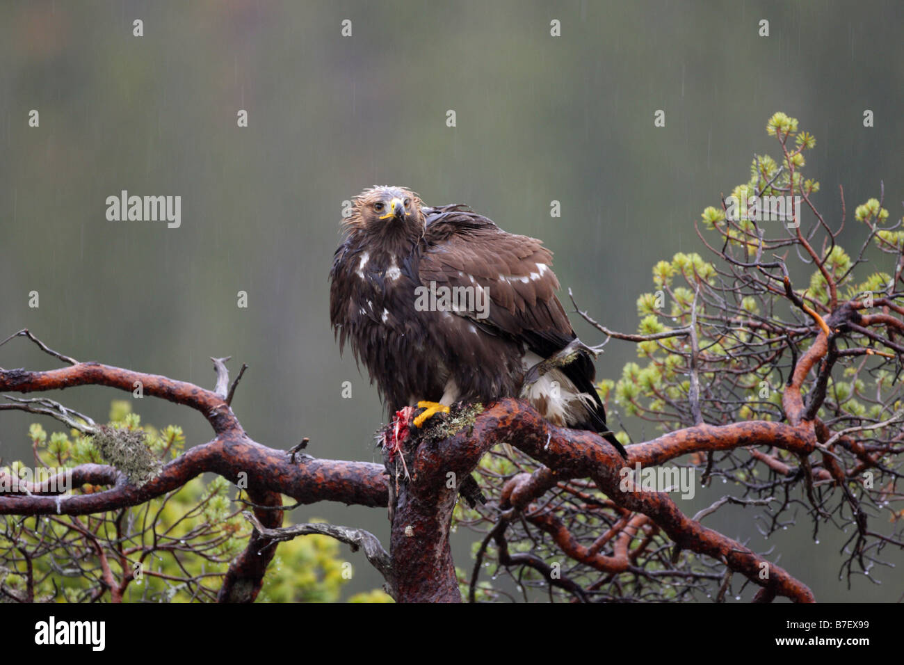 Aquila reale Aquila chrysaetos appollaiato su un albero alto con le sue piume increspato sotto la pioggia Foto Stock