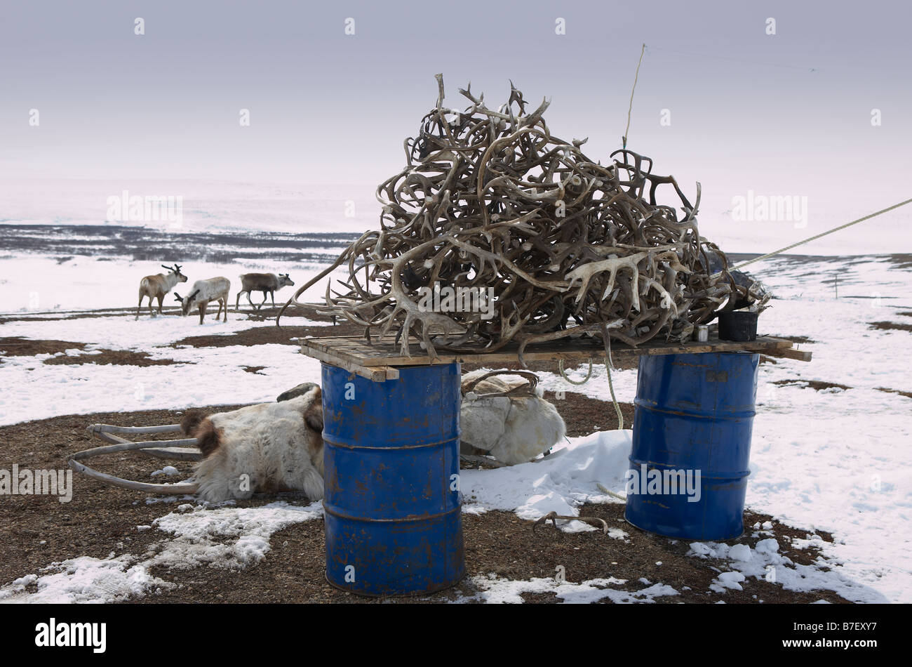 La renna palchi, Kanchalan situato nel Chukot Regione autonoma, Siberia, Russia Foto Stock