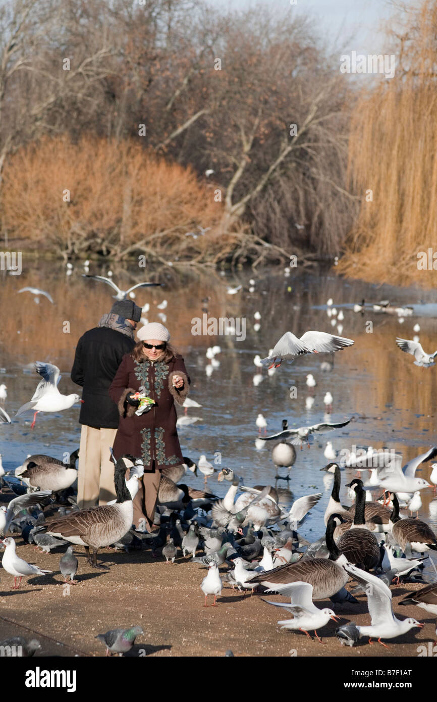 Persone alimentando gli uccelli. Regents Park, Londra, Inghilterra, Regno Unito Foto Stock