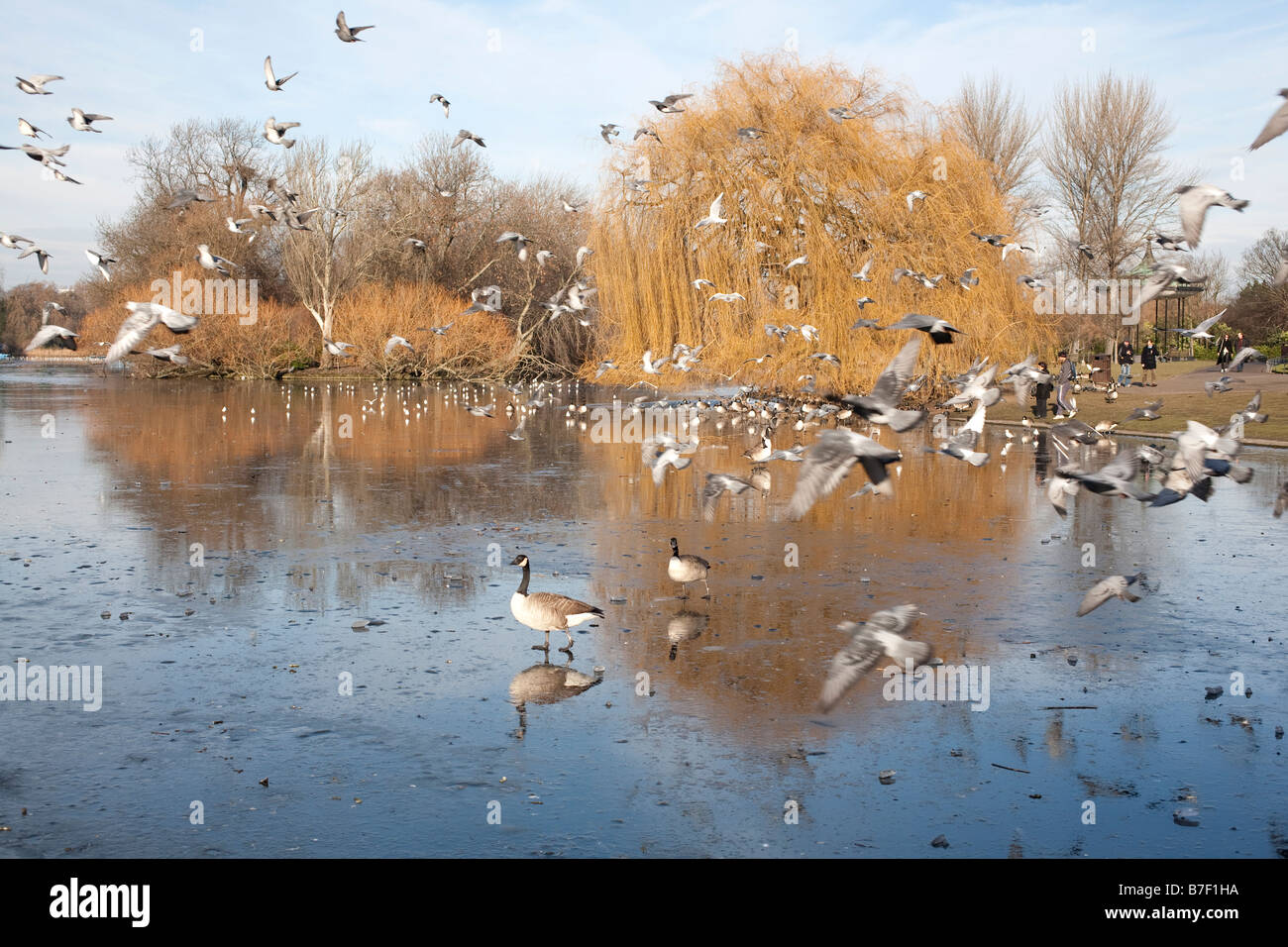 Gli uccelli volando sul lago ghiacciato in inverno il sole. Regents Park, Londra, Inghilterra, Regno Unito Foto Stock
