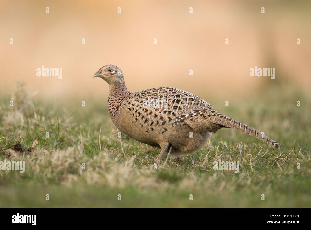 Gallina fagiana Phasianus colchicus, South Lanarkshire, Scozia, Aprile. Foto Stock