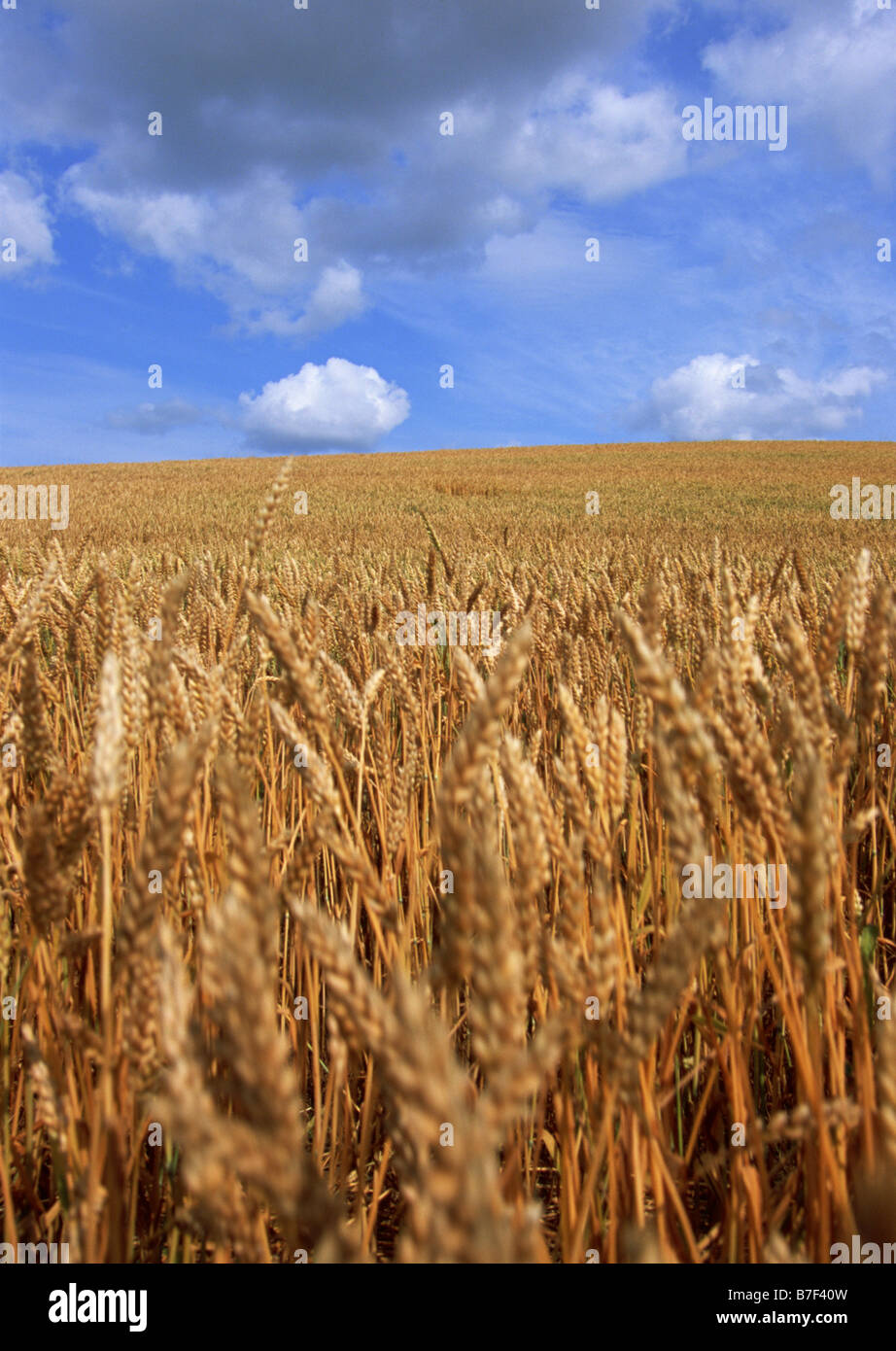 Campo di grano Foto Stock