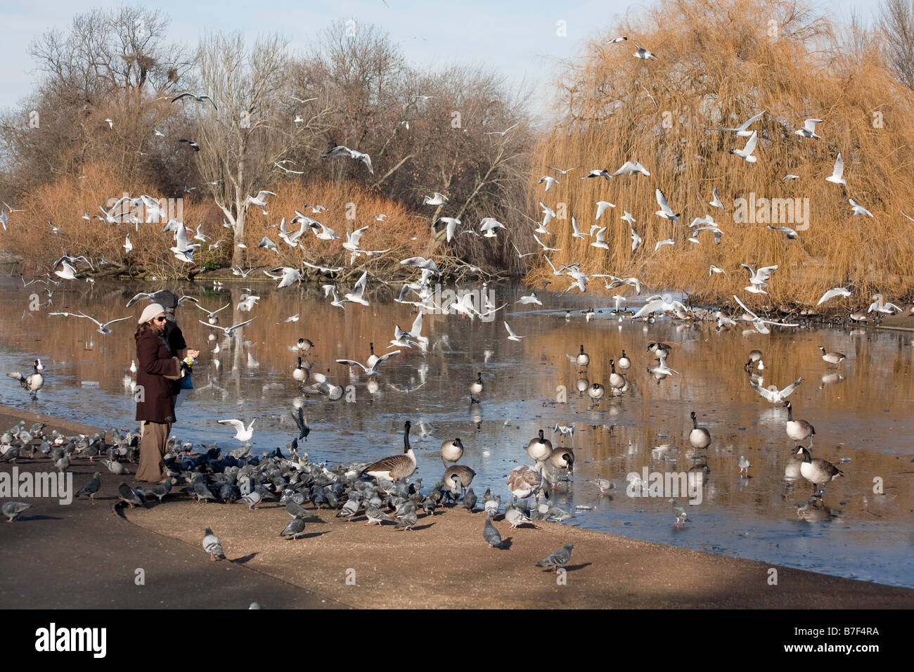 Persone alimentando gli uccelli. Regents Park, Londra, Inghilterra, Regno Unito Foto Stock