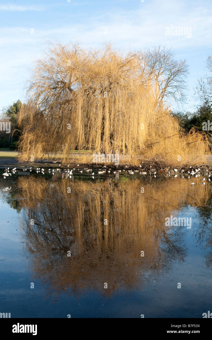 Willow Tree riflessa nel lago ghiacciato in inverno il sole. Regents Park, Londra, Inghilterra, Regno Unito Foto Stock