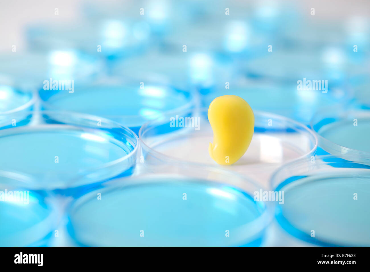 Seme di colore giallo in una capsula di petri circondato da blue Foto Stock
