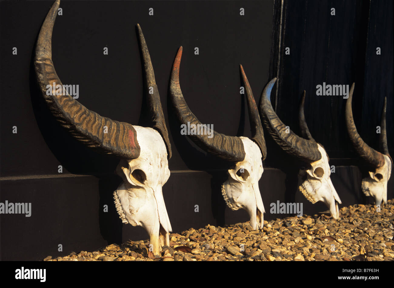 Fila di bufalo indiano di acqua di teschi e le corna, provincia di Chiang  Rai, Thailandia Foto stock - Alamy