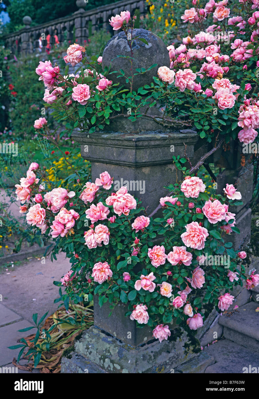 Rosa New Dawn su una balaustra in pietra a Haddon Hall Foto Stock