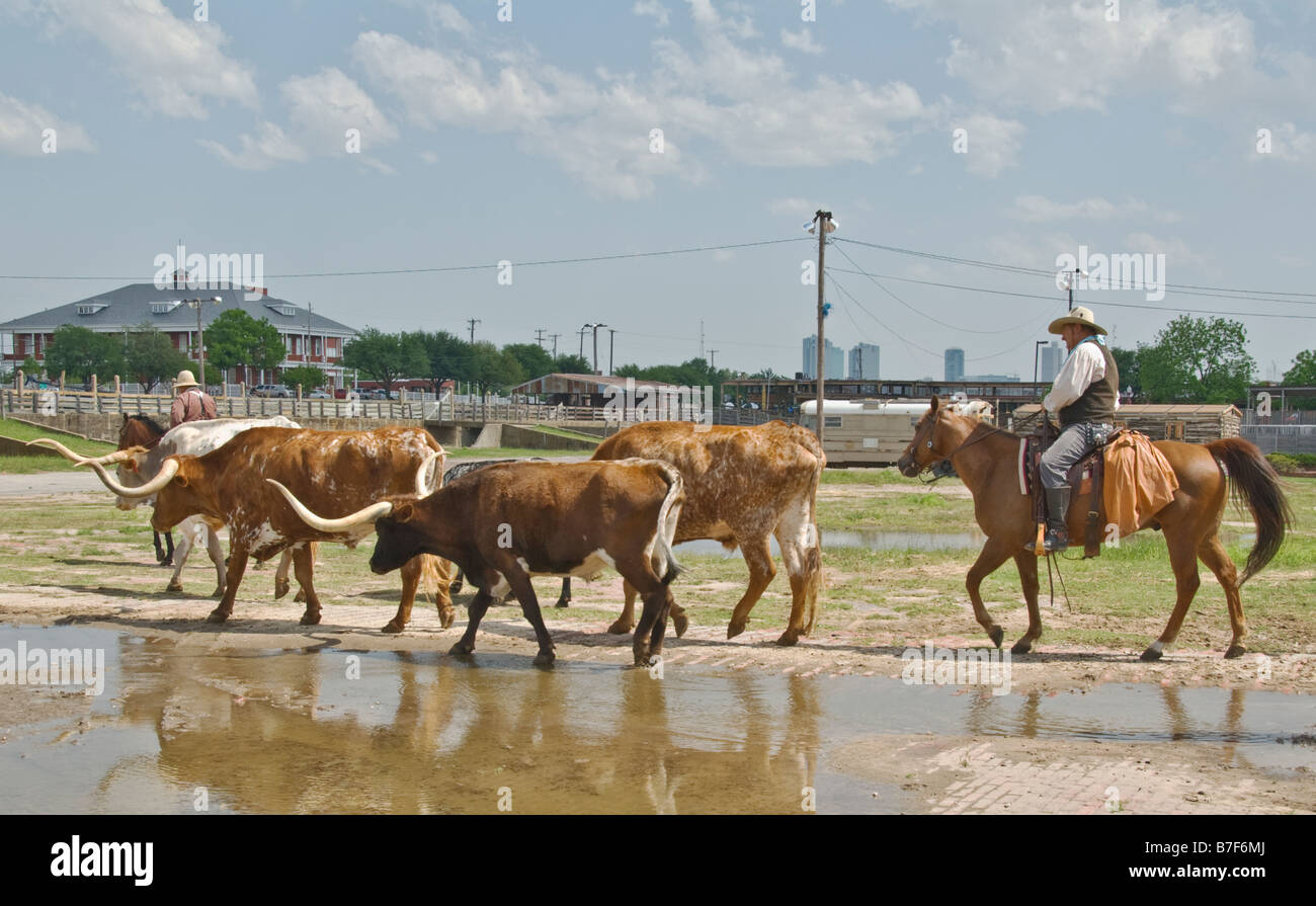 Texas Fort Worth Stockyards National Historic District cowboy imbrancandosi longhorn bovini Foto Stock