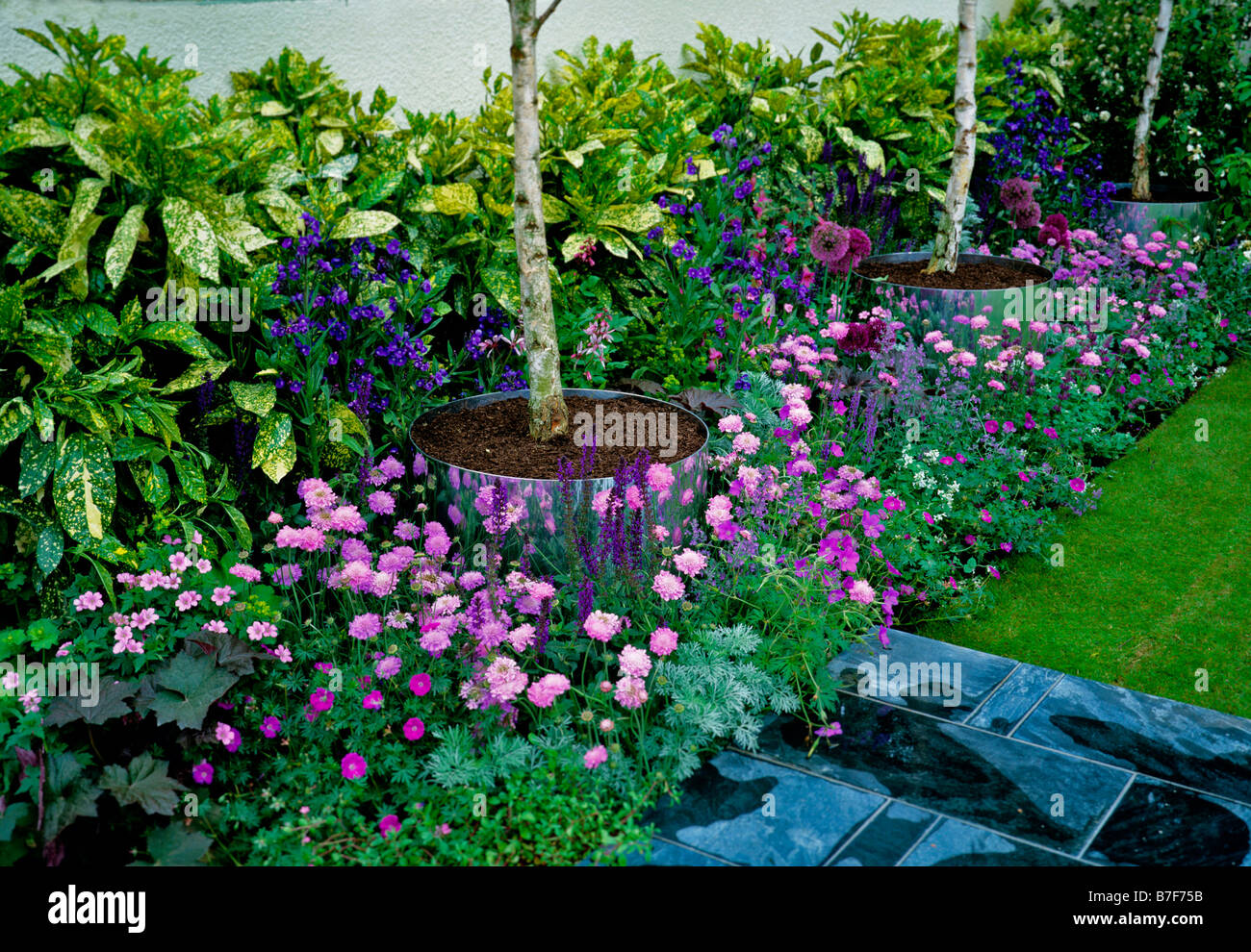 Rosa e malva di confine con Betulas nel round piantatrici riflettente Foto Stock