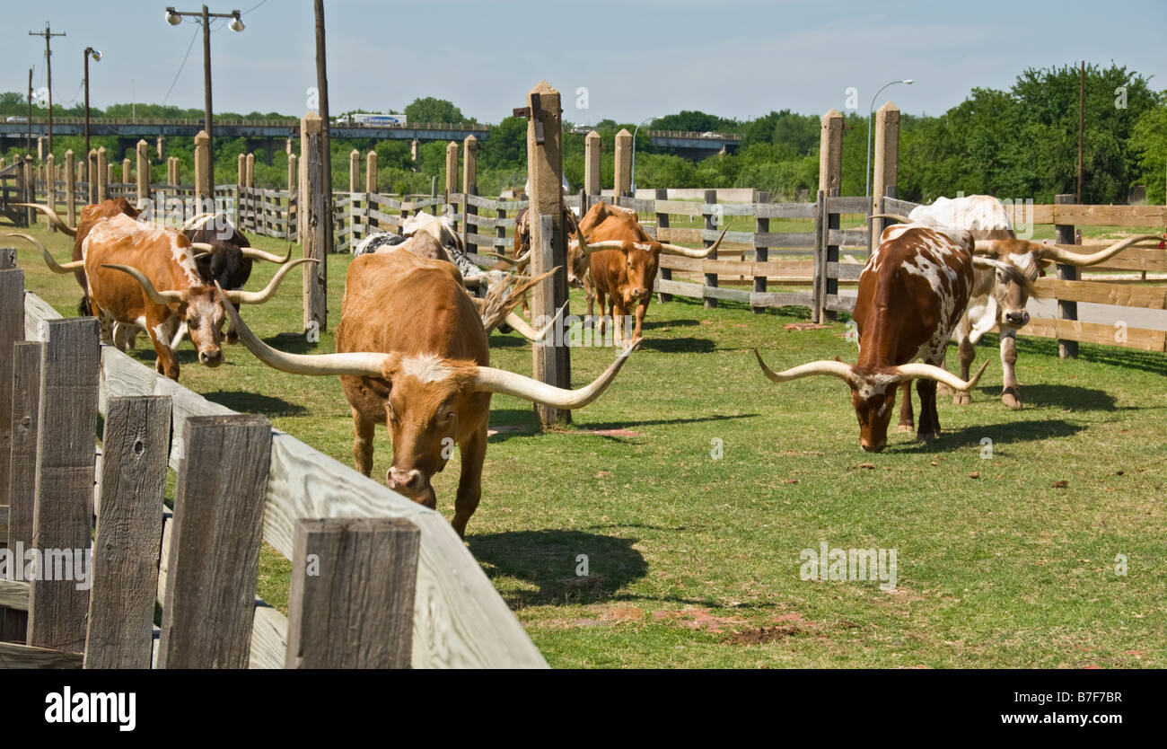 Texas Fort Worth Stockyards National Historic District longhorn bovini Foto Stock