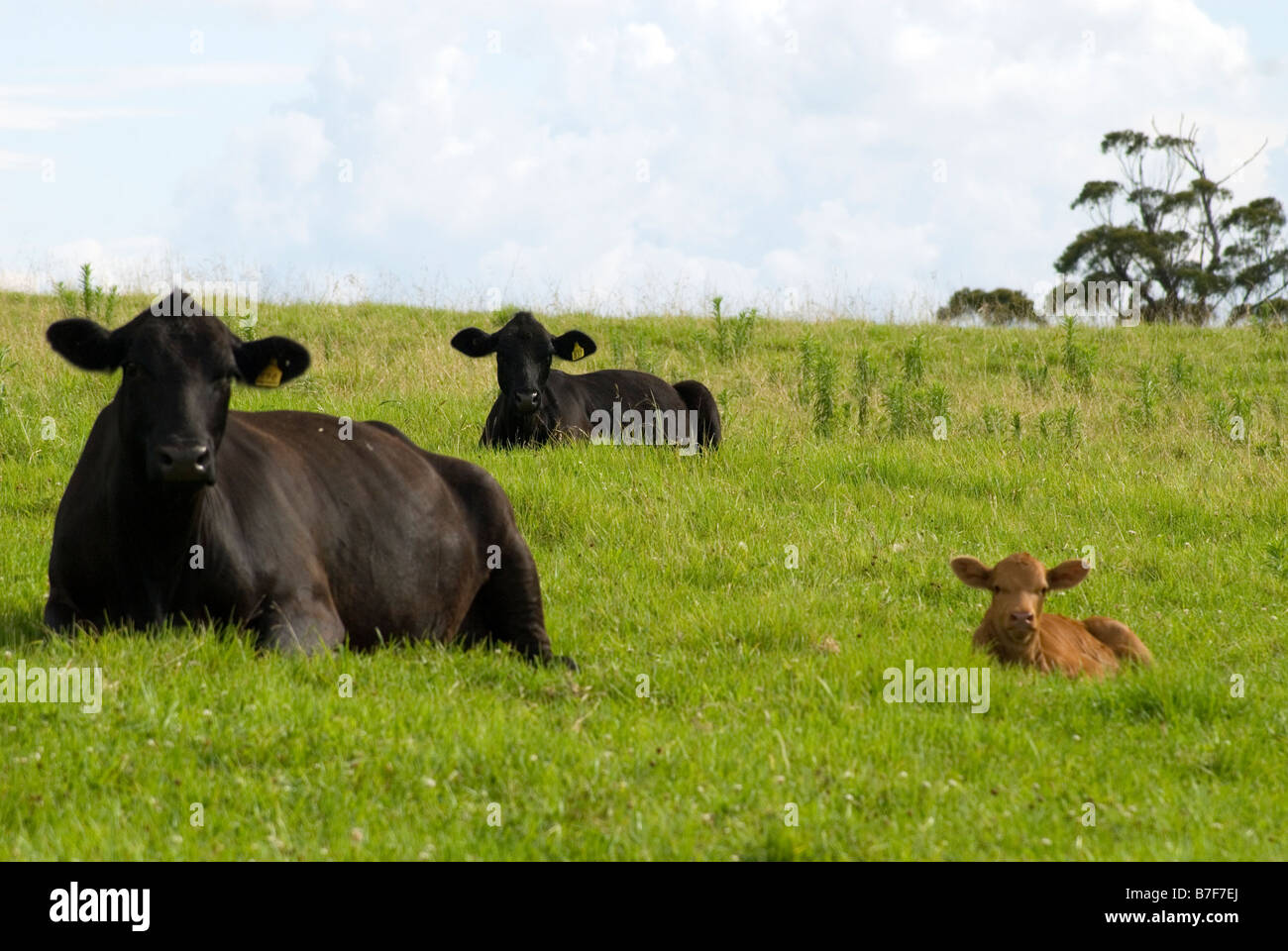 Il Black Angus bovini, sud del Queensland, Australia Foto Stock