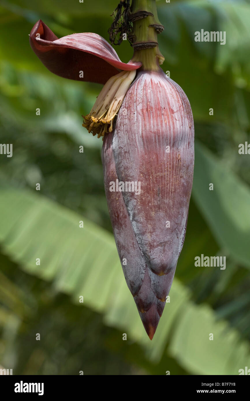 Fiore della banana Foto Stock