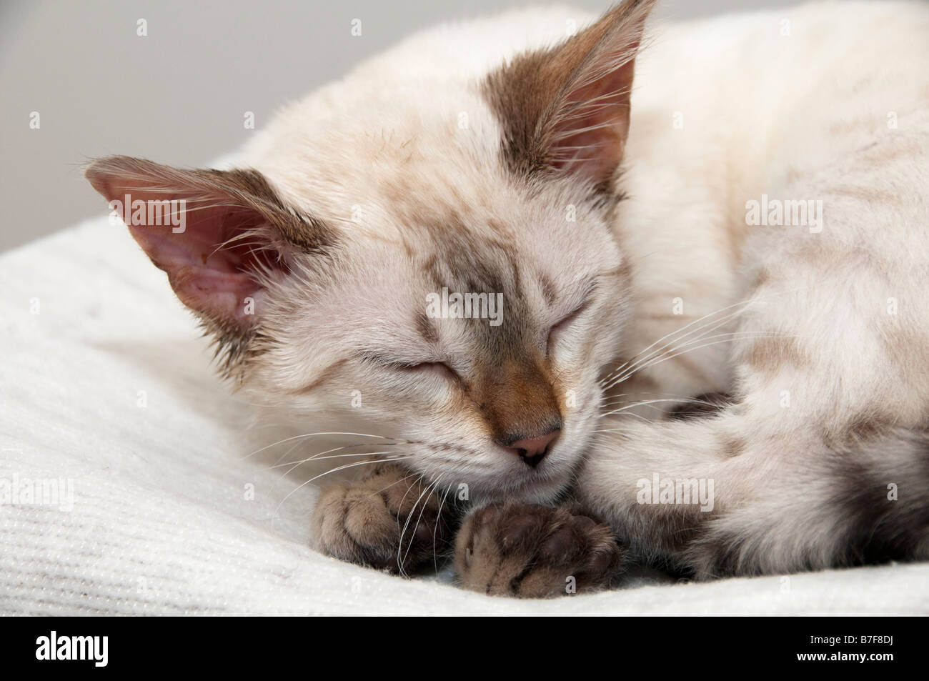 Un Bengala gattino dormire su un letto Foto Stock