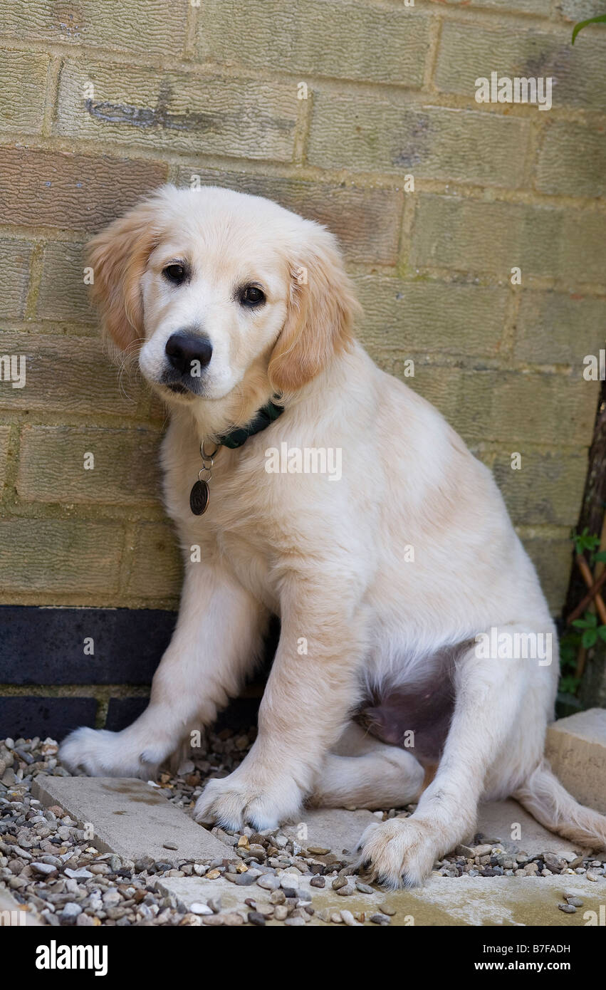 Buster Golden Retriever cucciolo maschio di 3 mesi per la Sabbiatura  Yorkbeach seduta timido guardare un muro di mattoni Foto stock - Alamy