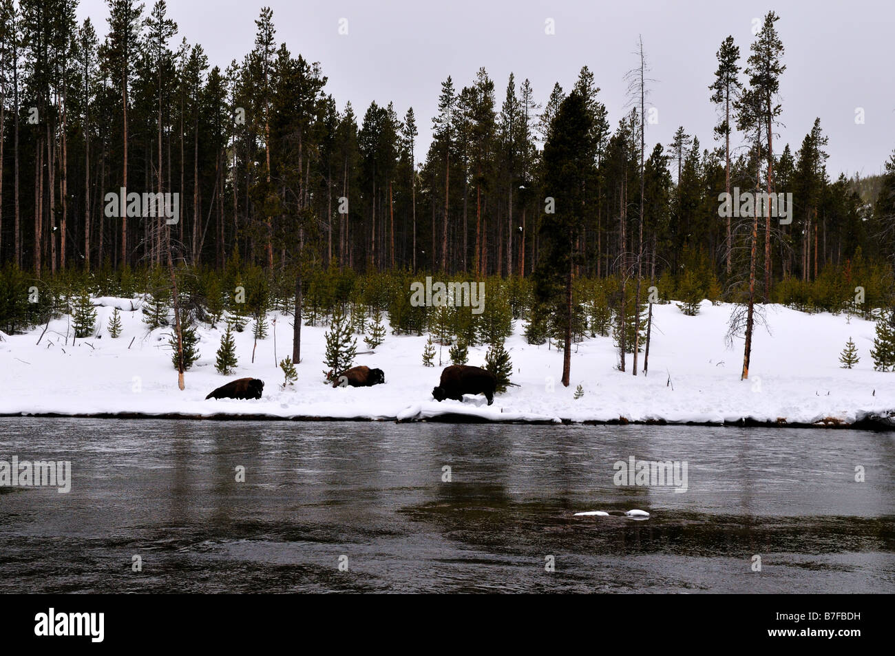 Bison in appoggio sulla sponda del fiume. Il Parco Nazionale di Yellowstone, Wyoming negli Stati Uniti. Foto Stock Bison in appoggio sulla sponda del fiume. Il Parco Nazionale di Yellowstone, Wyoming negli Stati Uniti. Foto Stock
