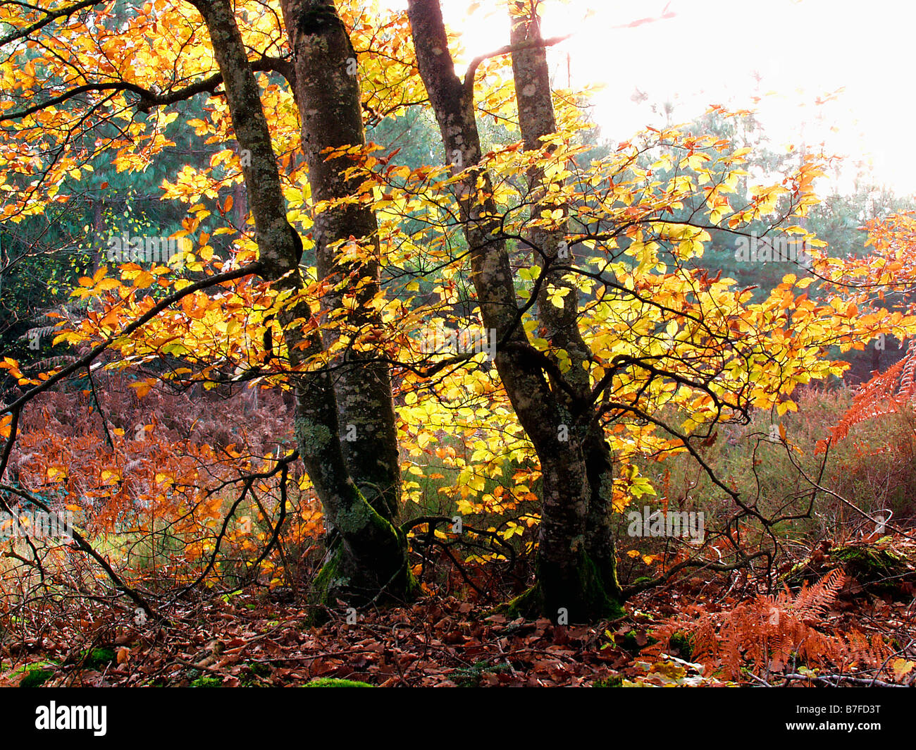 La futaie Colbert en Forêt de Tronçais en automne Allier 03 Autunno Auvergne brutta stagione Bad stagioni specie botaniche prodotti botanici Foto Stock