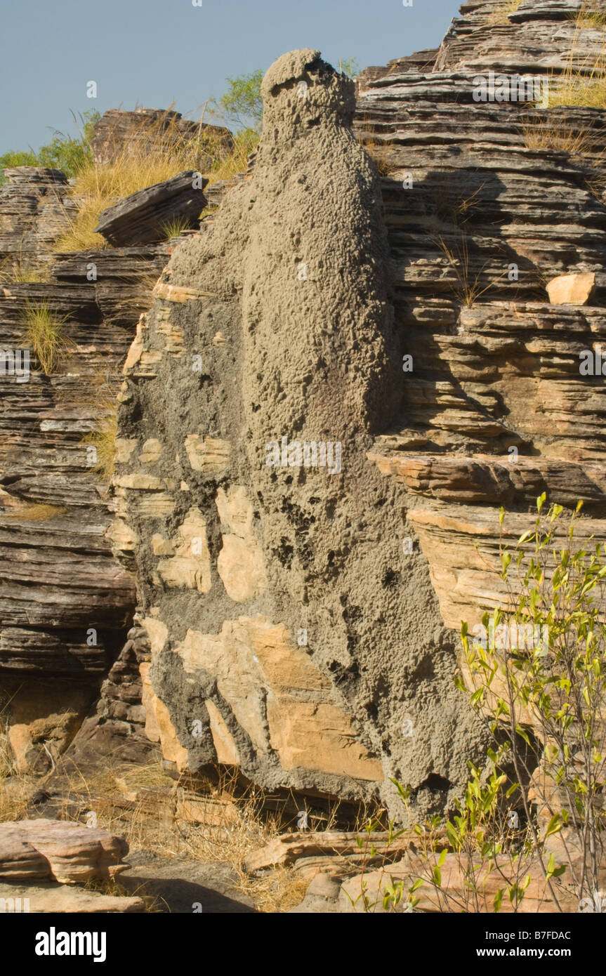 Roccia Marribanggag termiti raccolto l'spinifex arenaria di notte e costruire il monte tra arenaria stratificata NT Australia Foto Stock