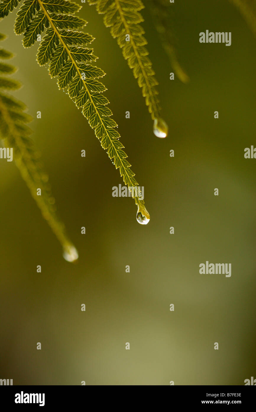 Le goccioline di acqua al fine di foglia verde punta Foto Stock