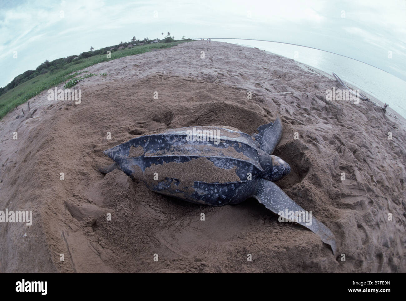 Tortue luth liuto posa sulla spiaggia di Hattes Dermochelys coriacea America comportamenti comportamento biodiversità Biodiversit Foto Stock