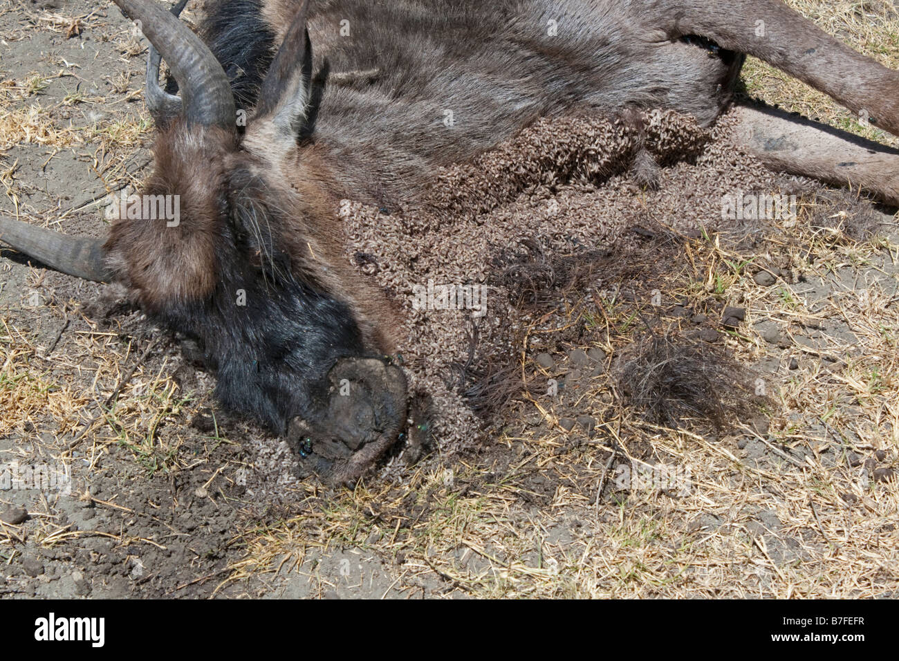 Dead gnu seguenti 2008 siccità isola Crescent Lake Naivasha Rift Valley kenya Foto Stock